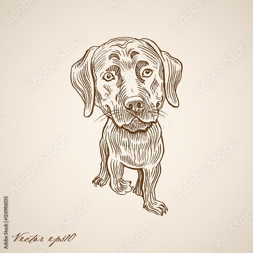 Fotografie, Obraz Engraving vintage hand drawn vector dog doodle collage