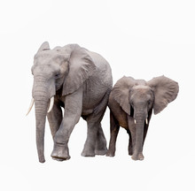 Elephants On White Background