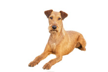 Red Irish Terrier, Lovely Friendly Dog Isolated On White.