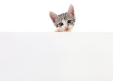 Fototapeta Koty - Kitten with blank.