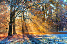Morning Sunrays In Winter Forest