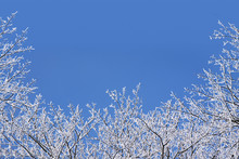 Winter Background With A Frame Of Snow Covered Bare Branches Against A Blue Sky For Christmas Or New Year