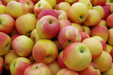 Wall Mural - Yellow red apples piled for market