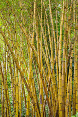 Wall Mural - Green bamboo forest in Bali, Indonesia..