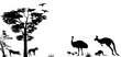 wild animals of Australia kangaroo,emu and dingos