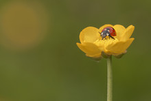 Ladybug On Top Of A Yellow Wildflower