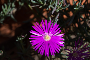 Single Ice Plant Flower in Bloom