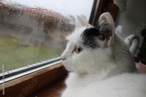 White Og Black Cat Breed Turkish Van Vankedisi Or Turkish Angora