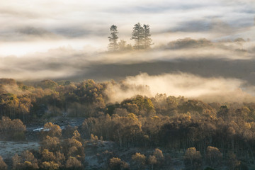 Wall Mural - lingering mist over trees bathed in morning sunlight in the lake district.