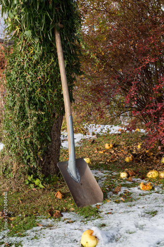 Spade lutad mot äppelträd med fallfrukt och snö på gräsmatta - Buy ...