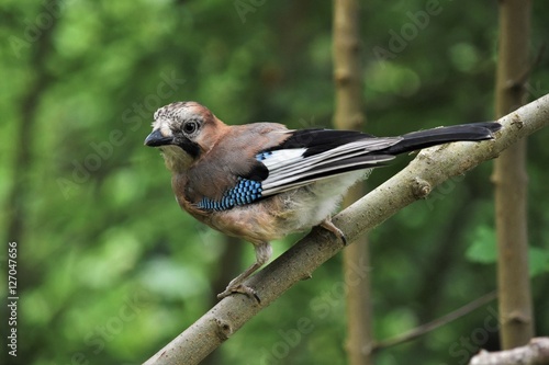 Geai Des Chênes Garrulus Glandarius Acheter Cette Photo