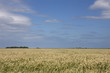 © A - Field of grain. Field of wheat. Groningen Netherlands.