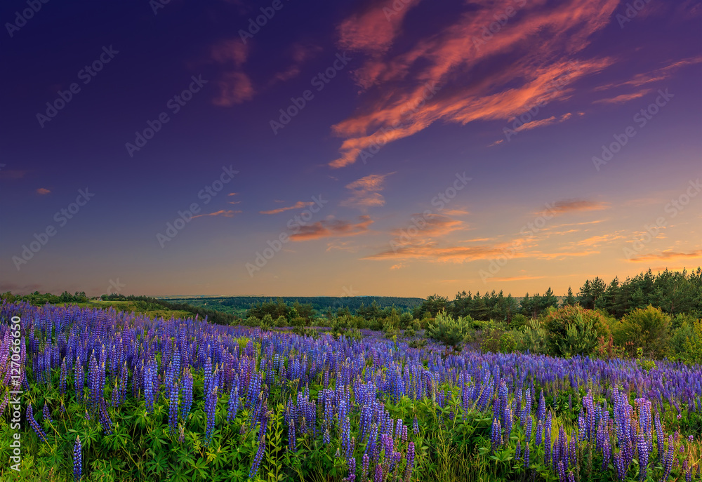 majestic sunset over field of lupine flowers - obrazy, fototapety, plakaty 
