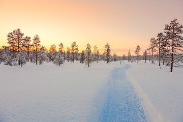 Wall Mural - sundown in winter snowy forest, beautiful landscape