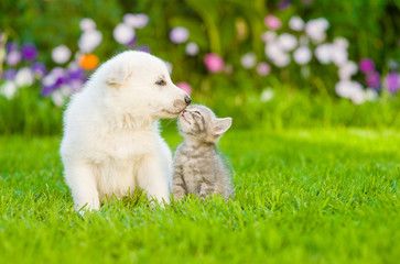 Poster - Kitten kissing White Swiss Shepherd`s puppy on green grass
