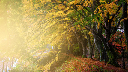 Wall Mural - Momiji or Maple tunnel at sunrise, Kawaguchiko
