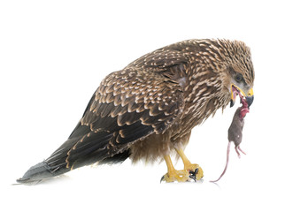 Canvas Print - Common buzzard eating a mouse