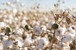 © BCFC - Cotton bud crop in full bloom