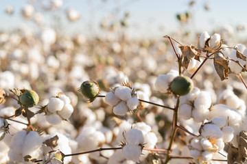 cotton bud crop in full bloom