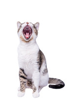 Cute Shorthair Cat Yawning And Sitting On White Background