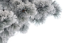 Snow-covered Pine Branches