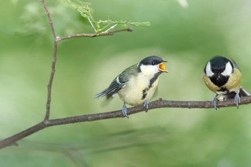 Poster - Great Tit (Parus major)