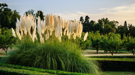 Pampas grass (Cortaderia selloana or gimnerio) in HDR.  Prince's garden of Aranjuez, World Heritage (UNESCO)