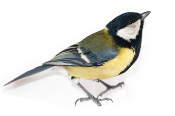 Wall Mural - Great Tit (Parus major) isolated