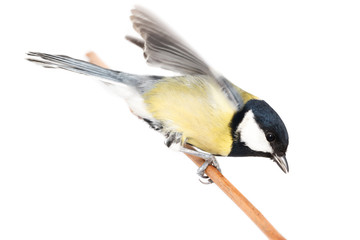 Poster - Great Tit (Parus major) isolated