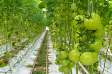 Wall Mural - tomatoes in a greenhouse