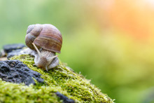 A Snail In The Natural Environment. Macro. Close Up Nature Image