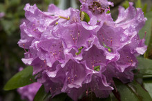 Wet Lavender Flowers Of Rhododendron In Spring, Connecticut.