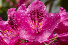 Wet Magenta Flowers Of Rhododendron In Spring, Connecticut.