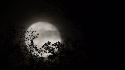 Wall Mural - Full moon behind almost naked tree branches and twigs, leaves and twigs slightly moving in wind, selective focus