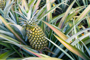 Wall Mural - Pineapple tropical fruit growing in a farm