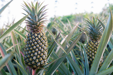 Wall Mural - Pineapple tropical fruit growing in a farm