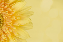 Yellow Flowers Beautiful On A Bokeh Background