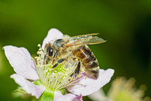 Honey Bee On Flower