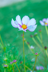 Wall Mural - Beautiful cosmos flower