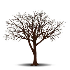 Wall Mural - detached tree without leaves with shadow