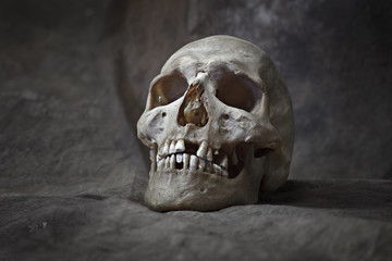 human skull closeup detailed portrait. high resolution 50 megapixels image