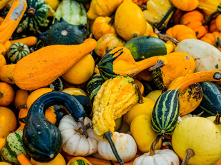 Wall Mural - squashes at market