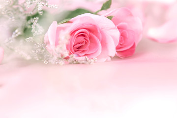 border of soft  Beautiful fresh sweet pink rose