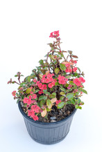 Ope Sian Flower (Euphorbia Milii) Small Red Pot Black. Cut The W