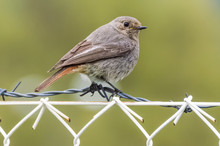 The Sparrow On Barbed Wire