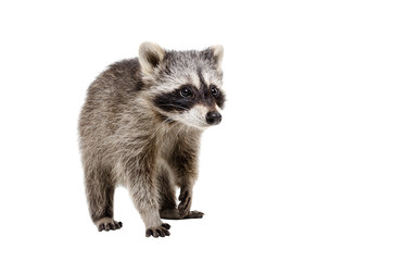 Wall Mural - curious raccoon walking isolated on white background