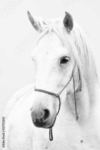 White horse