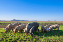 Pigs And Piglets Grazing In A Field Pasturage Under Blue Sky. Natural Organic Agriculture. Farming.