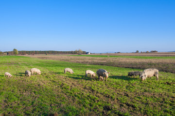 Pigs and piglets grazing in a field pasturage under blue sky. Natural organic agriculture. Farming.