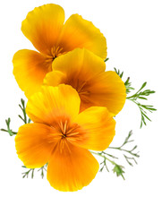 Flower Eschscholzia Californica (California Poppy, Golden Poppy, California Sunlight, Cup Of Gold) Isolated On White Background Shots In Macro Lens Close-up